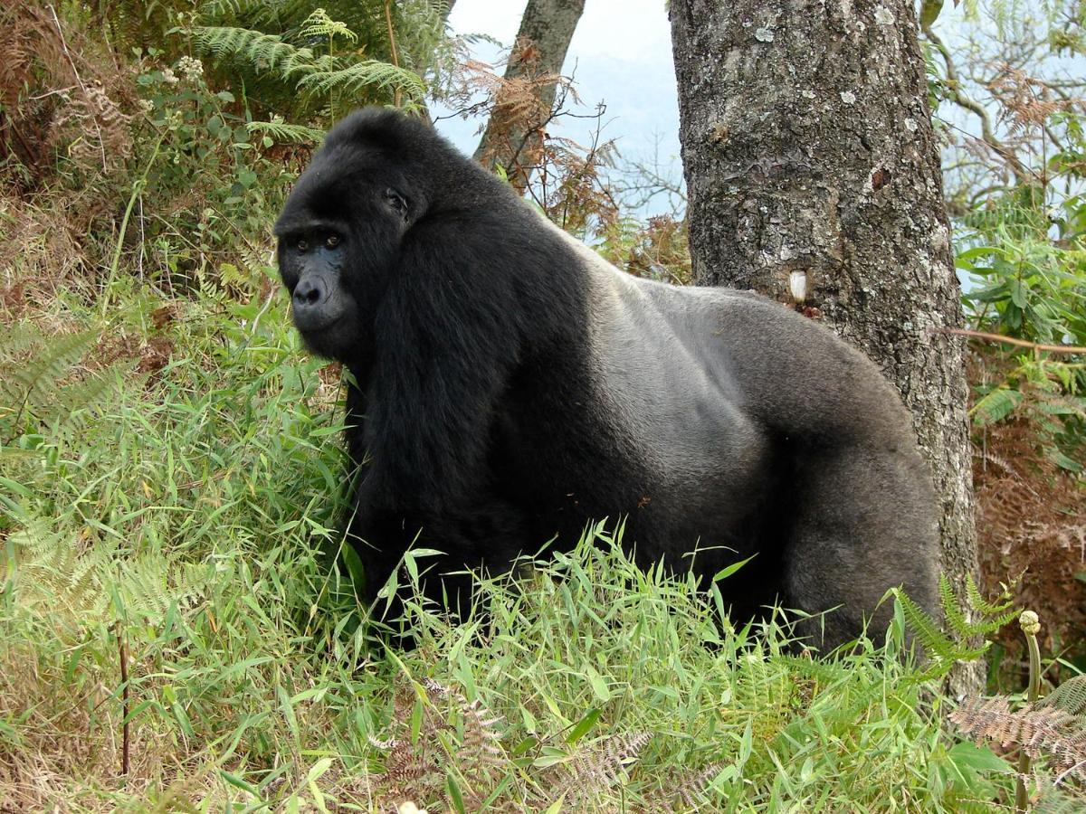 Clouds Mountain Gorilla Lodge Kisoro Zewnętrze zdjęcie